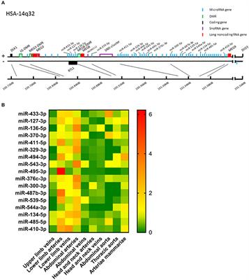 miRMap: Profiling 14q32 microRNA Expression and DNA Methylation Throughout the Human Vasculature